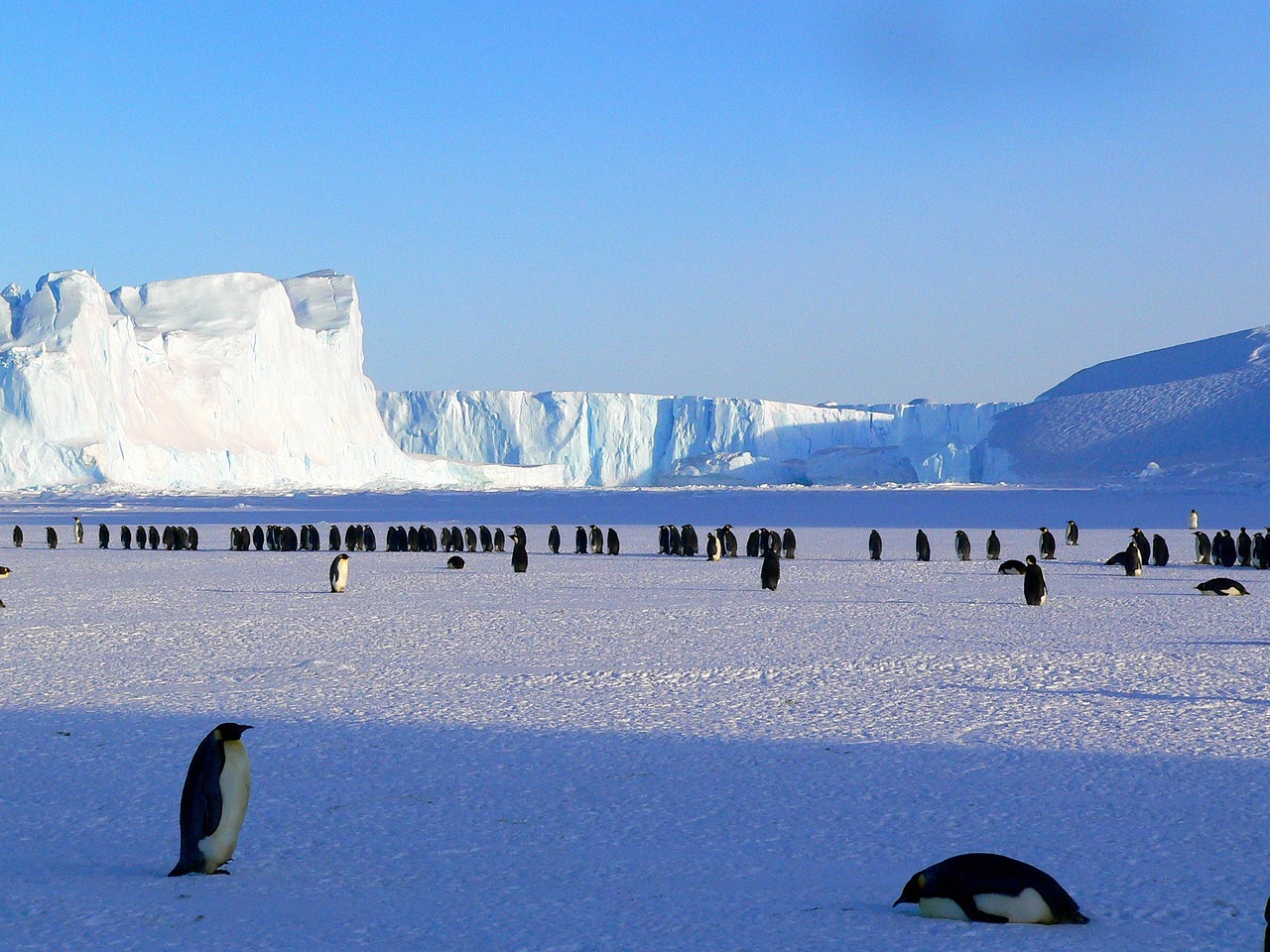 Penguins