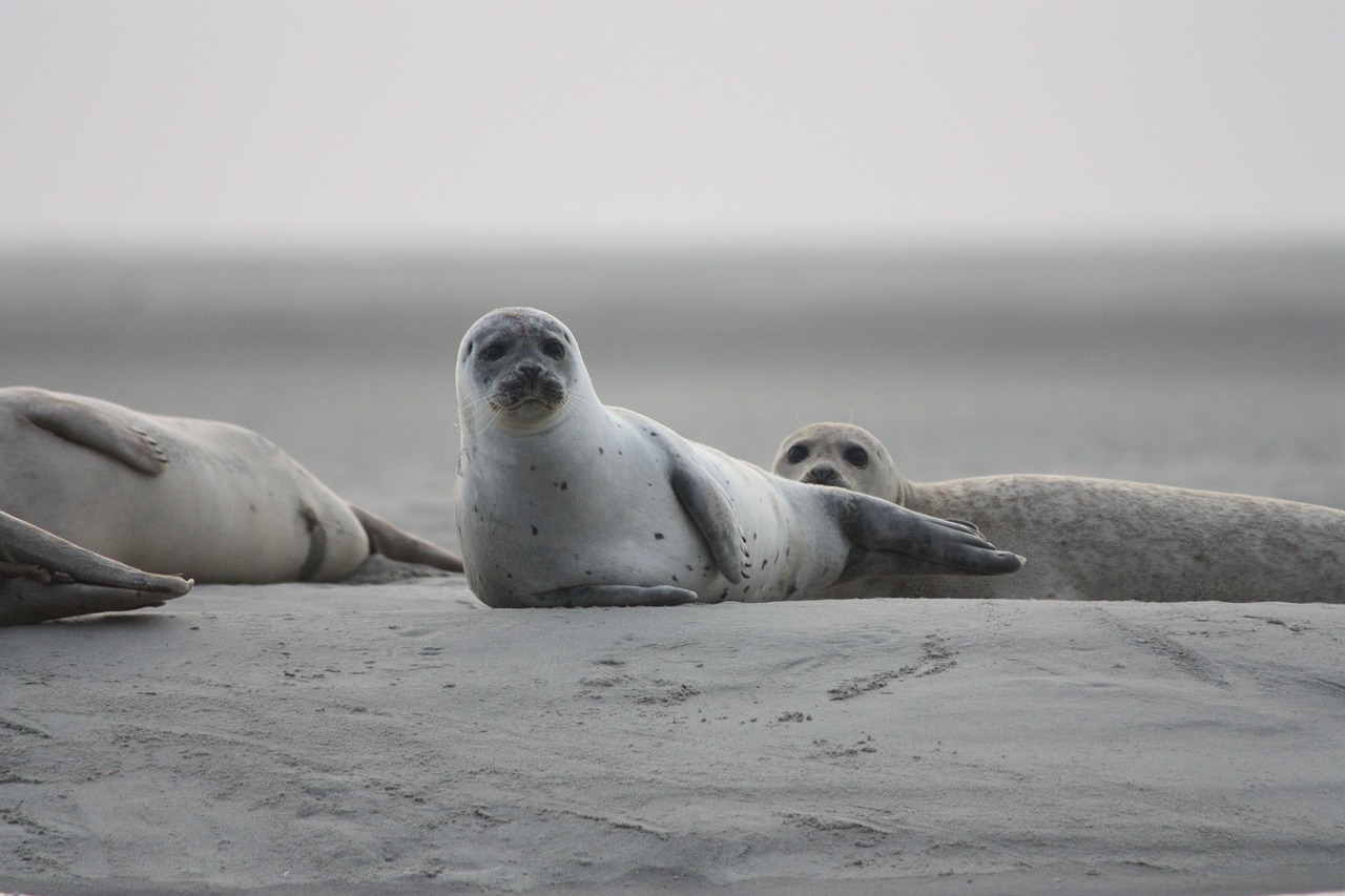 Seals